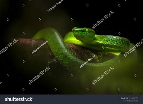 Green Pit Viper Snake Stock Photos and Pictures - 7,085 Images ...