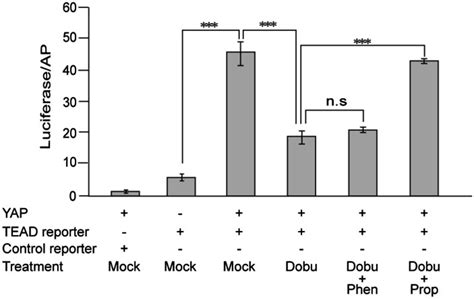 The Effect Of Dobutamine On Yap Dependent Reporter Assay Hek293ft