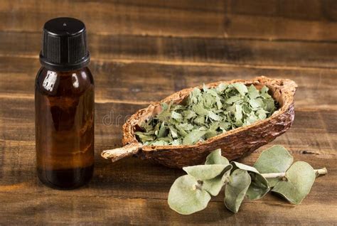 Eucalyptus Essential Oil and Dried Eucalyptus Leaves Stock Photo ...