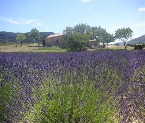 GROSSO LAVENDER - LAVANDULA INTERMEDIA Grosso