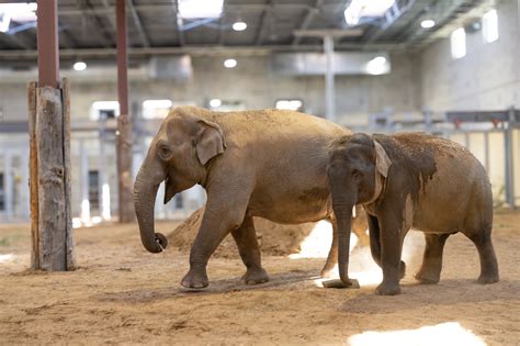 Cincinnati Zoo’s Asian Elephant Herd Just Got a Lot Bigger ...