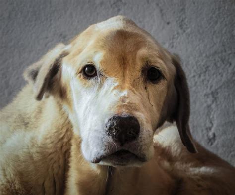 Puede Un Análisis De Sangre Detectar El Cáncer En Perros