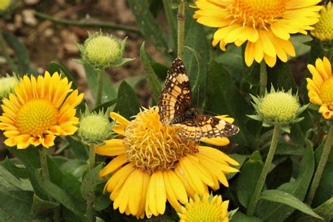 Silvery Checkerspot Butterfly 4 Free Stock Photo Public Domain Pictures