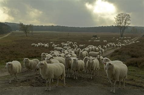 Animal Sheep Herd Hd Wallpaper Peakpx