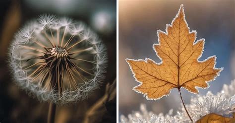 Macro Magic 30 Inspirational Close Up Photos For Art Enthusiasts