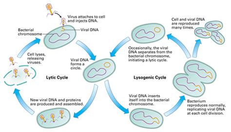 Microbiology Biology With Mrs Mercaldi