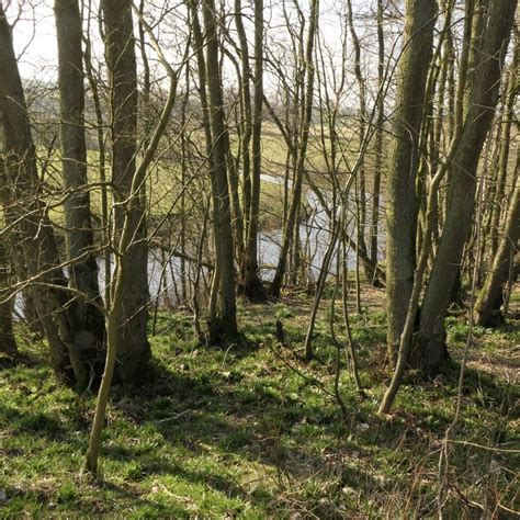 Woodland Near Harperfield Lodge Richard Webb Cc By Sa Geograph