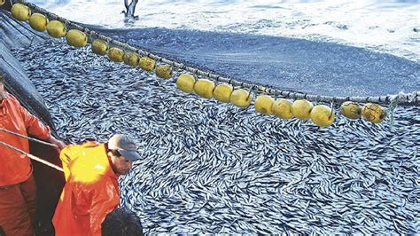 Everyone Should Watch This Fishermens Video Big Net Harvesting