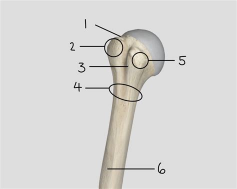 Proximal Humerus Diagram | Quizlet