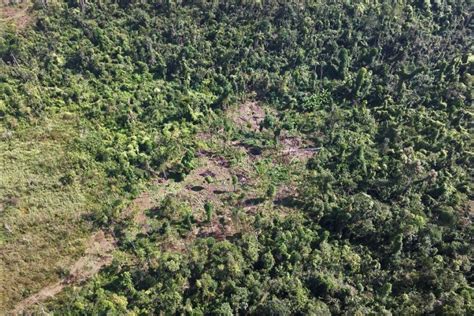 Mata Atlântica perdeu 13 mil hectares por desmatamento entre 2019 e