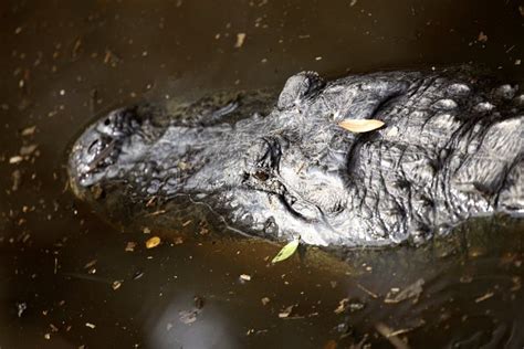 Alligator in a Florida Swamp Stock Photo - Image of states, conservation: 15729284