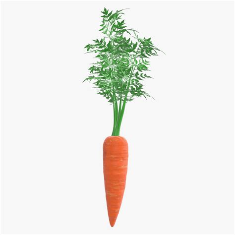 carrot   model  max fbx obj freed