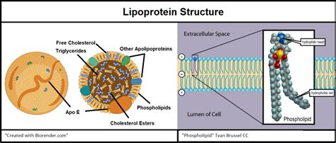 The Relationship Between ApoE and Alzheimer’s | Lifespan.io