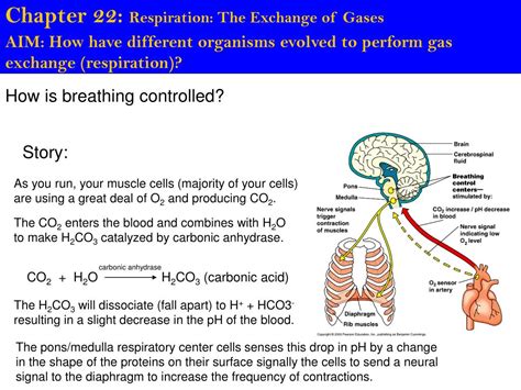 Ppt Chapter 22 Respiration The Exchange Of Gases Powerpoint