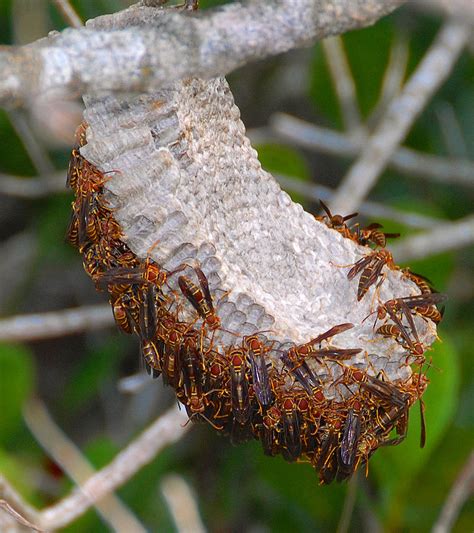 Wasp Nest Everglades Florida Photograph By David Lee Thompson Fine Art America