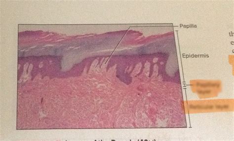 Layers of the Dermis Diagram | Quizlet