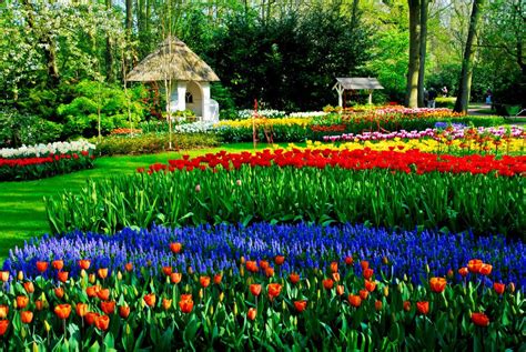 Tulips garden, Beautiful gardens, Tulips