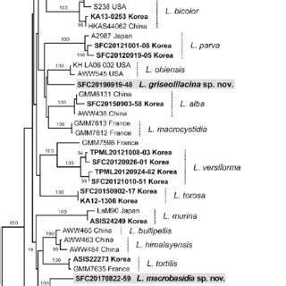 Phylogeny Of Laccaria Species Based On ML Analysis Of A Concatenated