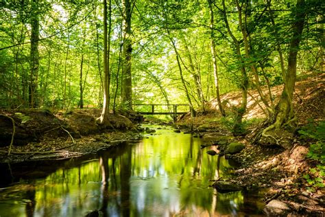 Vandløb med en lille bro i en grøn skov Stock foto Colourbox