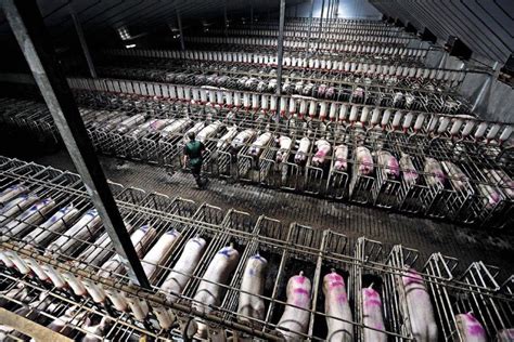 How Does Factory Farming Contribute To Climate Change Genv