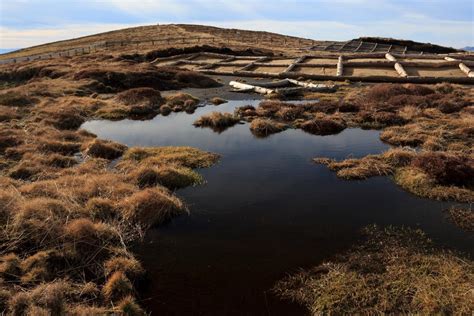 What Are Peatlands Types And Uses Of Peatbogs