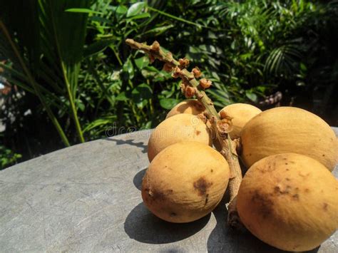 Lanzones Fruit Stock Image Image Of Health Asian Natural 25512361