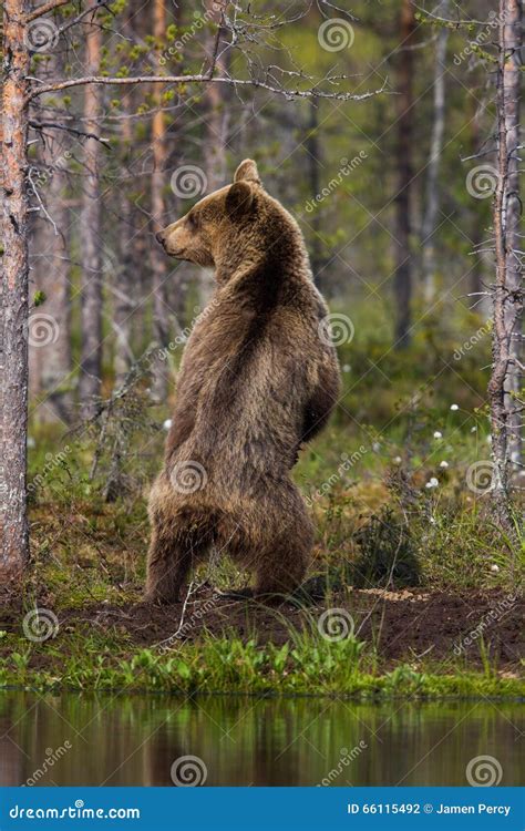 Orso Bruno Che Sta Nella Foresta Finlandese Con La Riflessione Dal Lago