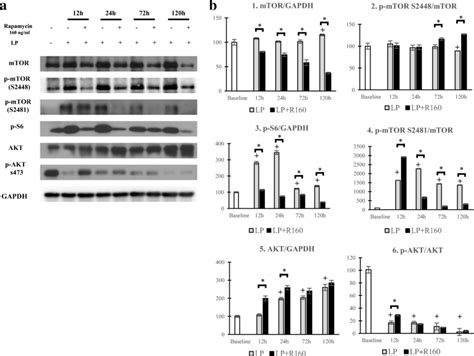 The Effect Of Rapamycin At The Concentration Of Ng Ml On Mtor