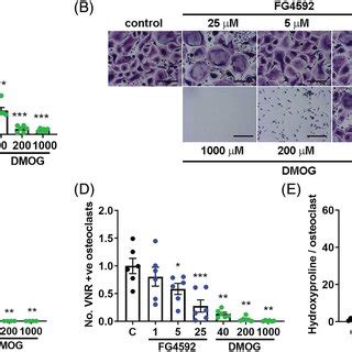 FG4592 Inhibits Osteoclast Differentiation A Relative Number Of