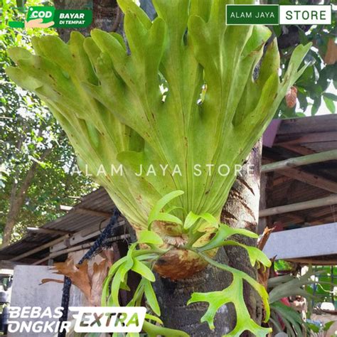 Jual Tanaman Hias Tanduk Rusa Pakis Uncal Kota Bandung Store Alam