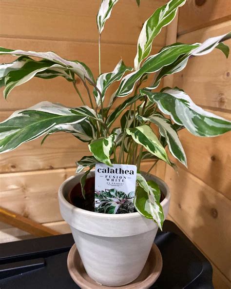 Calathea White Fusion Duvall Hardware And Garden