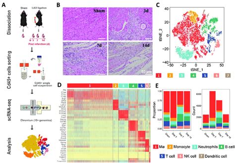 Single Cell Rna Sequencing Of Cardiac Cd45 Cells From Four Samples In