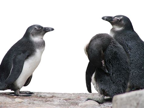 African Penguins Free Photo Download | FreeImages