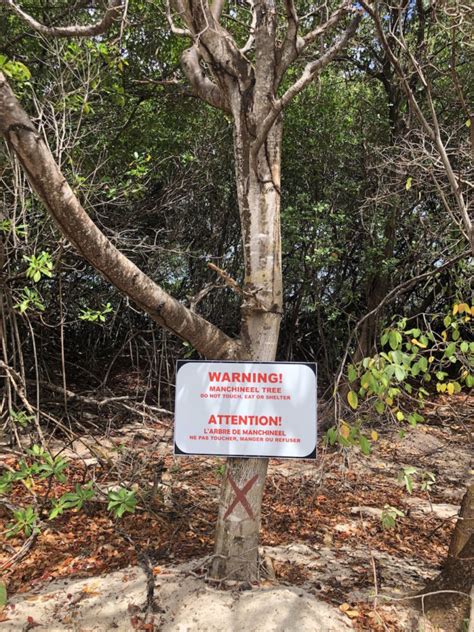 Manchineel Tree Warning Sign Lisa Sorenson Birdscaribbean