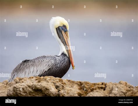 A Pelican In Florida Stock Photo Alamy