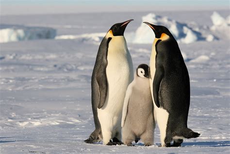 Pinguim Imperador Caracter Sticas Reprodu O Alimenta O