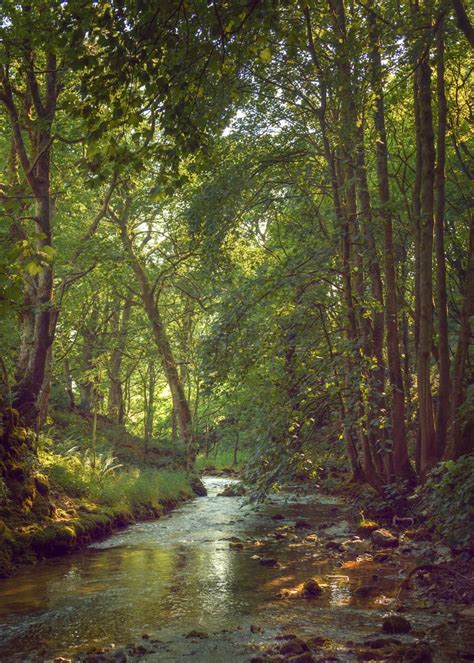 Yorkshire Forest Poster Picture Metal Print Paint By Svetlana