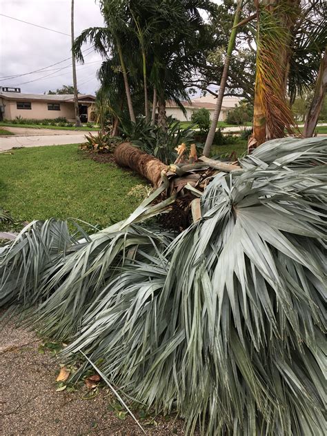 Hurricane Matt Palm damage - DISCUSSING PALM TREES WORLDWIDE - PalmTalk