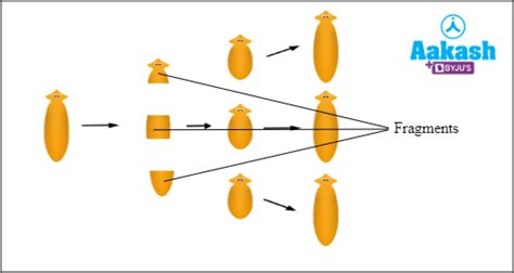 Fragmentation In Plants Animals Lichens Fungi And Advantages Aesl