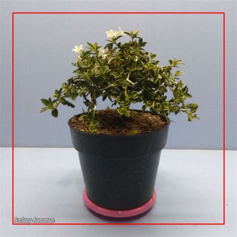 Jual Bonsai Mirten Bahan Setengah Jadi Shopee Indonesia