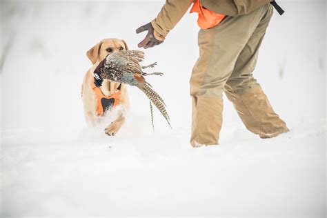 5 Tips for Solo Pheasant Hunting