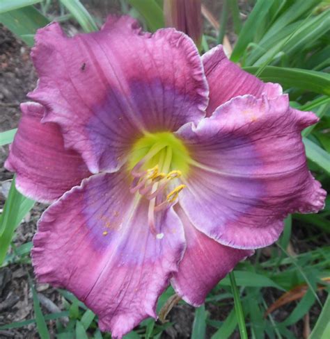 Stardreamer Daylilies - Blue Mirage