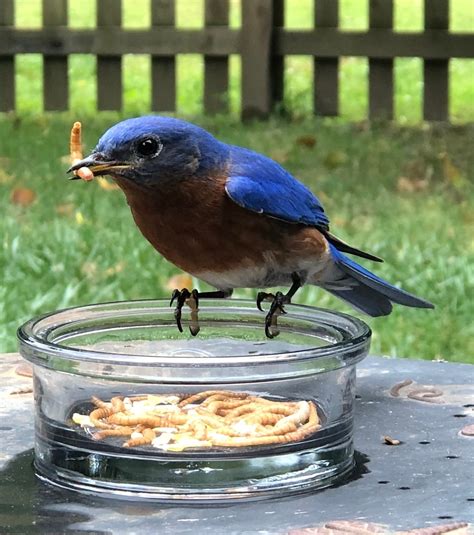 Your Guide to Feeding Mealworms to Birds - Birds and Blooms