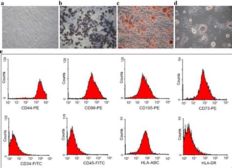 Morphology And Multilineage Differentiation Capacity Of Wj Mscs A