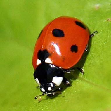 A few ladybugs prey not on plant-eaters but on plants. Description from ...