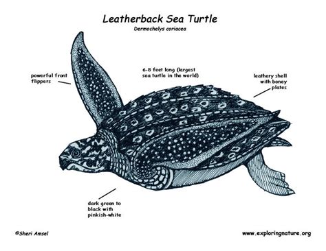 16 best images about Leatherback sea turtle on Pinterest | Mouths, Baby ...