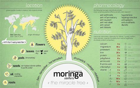 Moringa Plant Care - Tree Cultivation - Comprehensive [Informative] YES!