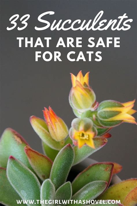 33 Stunning Succulents That Are Safe For Cats Succulents Low Light