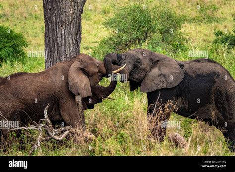 Two Big Elephants Touching With Their Trunks In The Safari In Serengeti National Park Tanzania