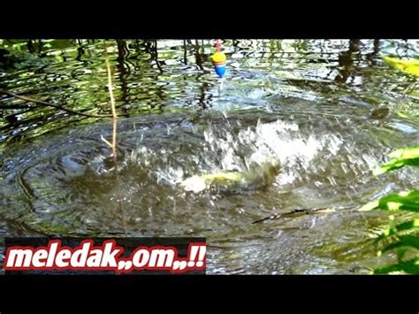 Air Naik Penghuni Rawa Malah Semakin Menggila Mancing Betok Pepuyu